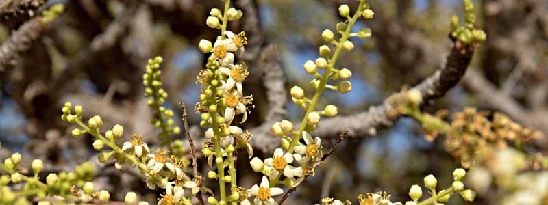 boswellia-flowering-300high