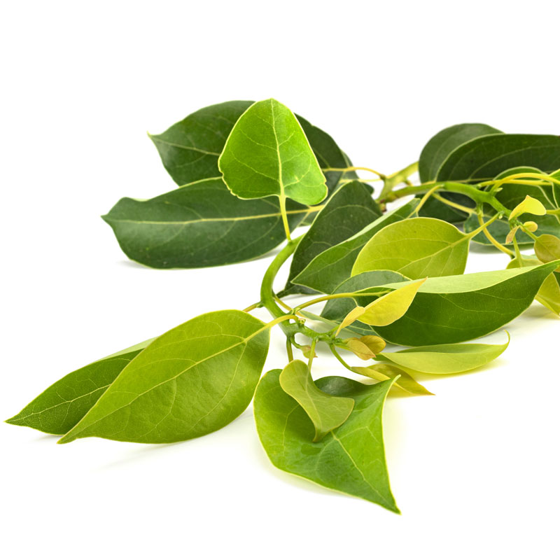 camphor tree leaves