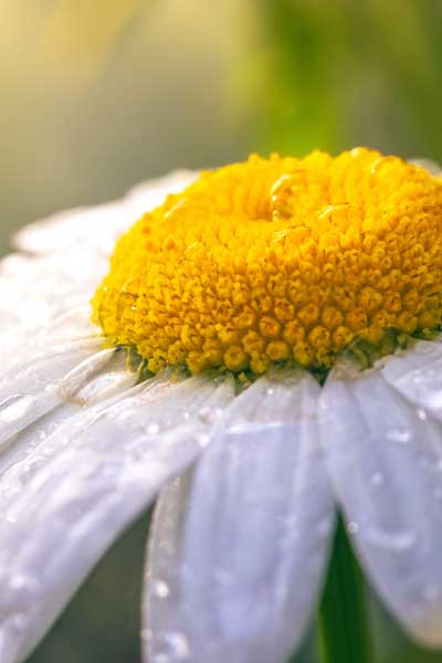 chamomile quality close up