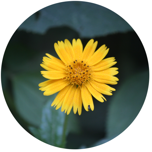 circle-arnica