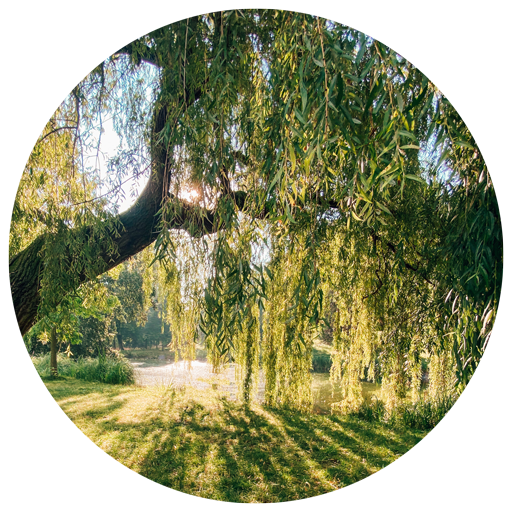 circle-willow-tree