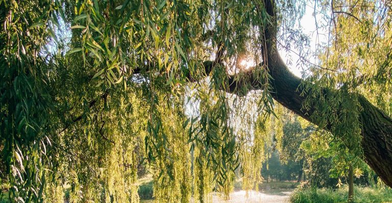 Willow Bark: Ancient Wisdom for Modern Pain Relief