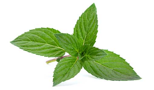 menthol-single-leaf-300high