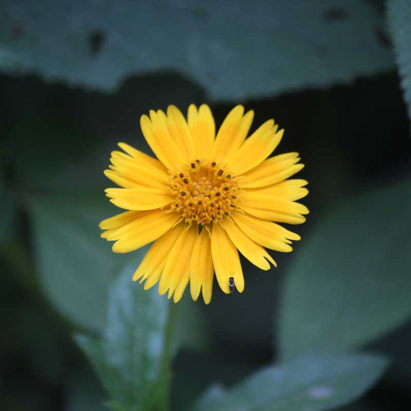square-arnica-flower