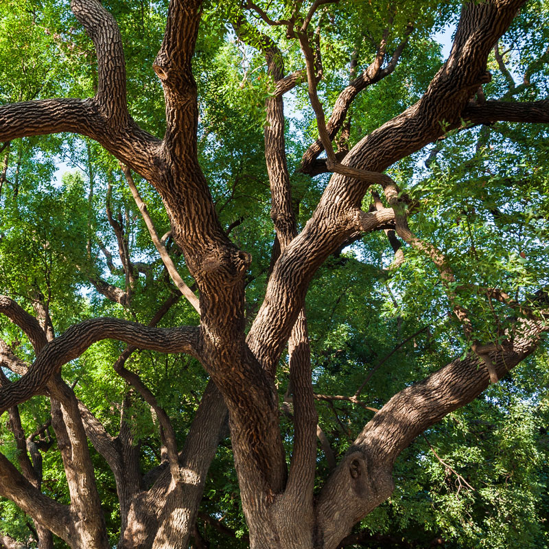 square-camphor-tree-trunk