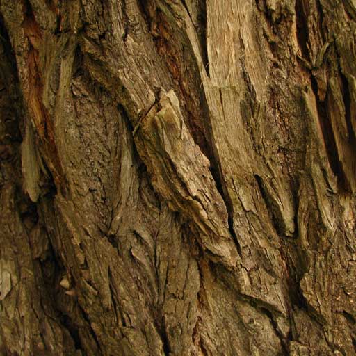 square-willow-bark