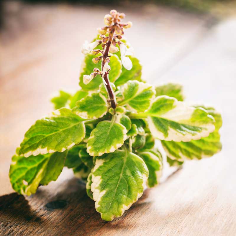 boswellia plant